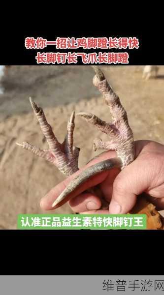 怎么能让自己的鸡变大变长：1. 如何科学饲养让鸡只长得更大更壮