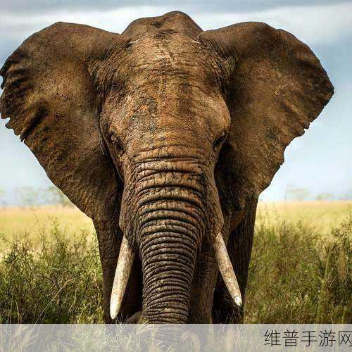 大象回家2022秘密人口：1. 大象回家：探索2022年秘密人口增长的真相