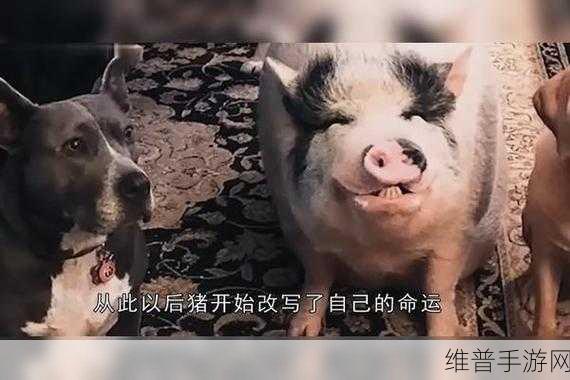 人or猪or狗：1. 从人类的视角看猪与狗的生活习性