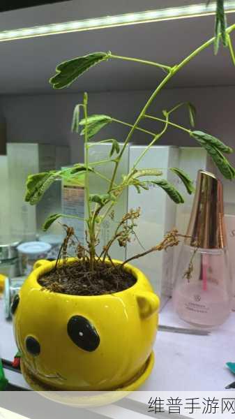含羞草实验室隐藏入口：1. 探秘含羞草实验室的神秘入口与发现