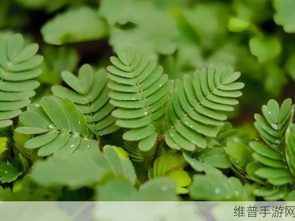 含羞草实验室隐藏入口：1. 探秘含羞草实验室的神秘入口与发现