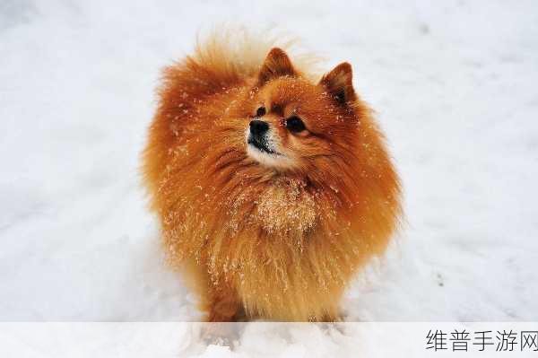 ZOOMSERVO兽狗产品优势：1. ZOOMSERVO兽狗：智能宠物管理的新选择
