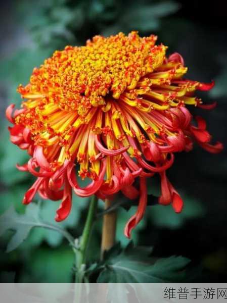 六年级菊花能塞下几支笔：1. 菊花与文具的奇妙结合：能放下多少支笔？