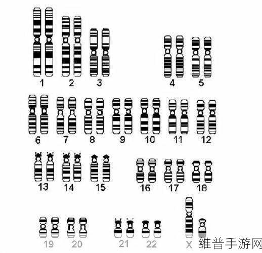 亚洲人与欧洲人染色体的区别：亚洲人与欧洲人染色体差异的遗传学探秘与影响分析