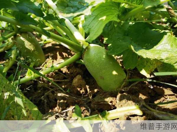 拔萝卜痛又降黄9.1：1. 《拔萝卜的痛楚与快乐：黄昏下的收获