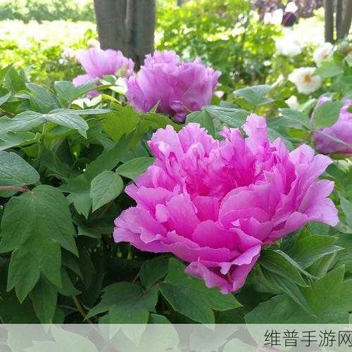 精品成品国色天香卡一卡三卡:1. 国色天香:探寻中国传统美学的极致之旅
