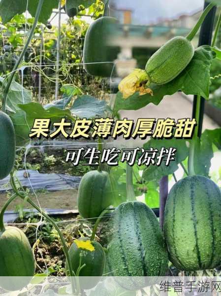 香蕉丝瓜草莓樱桃草莓榴莲污：1. 香蕉与丝瓜的奇妙搭配，营养美味双赢