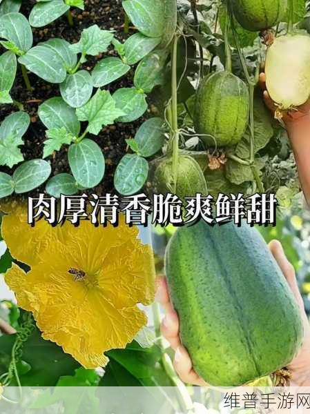 香蕉丝瓜草莓樱桃草莓榴莲污：1. 香蕉与丝瓜的奇妙搭配，营养美味双赢