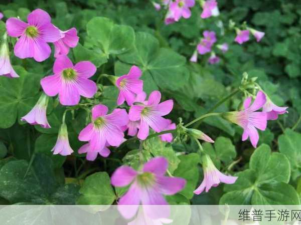 日本电影三叶草的春天：1. 《春天的三叶草：重生与希望