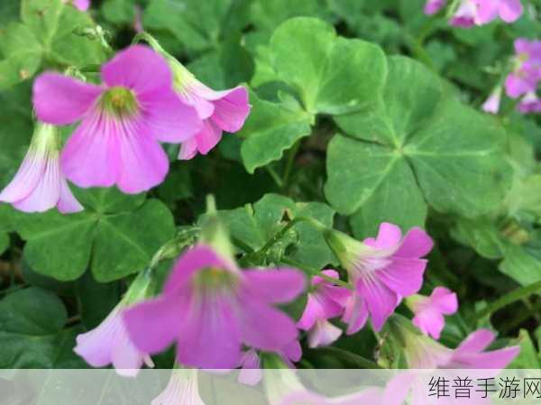 日本电影三叶草的春天:1. 《春天的三叶草:重生与希望