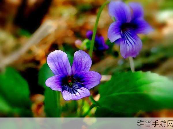 野花直播免费观看日本更新：1. 《畅享野花直播：免费观看日本精彩内容