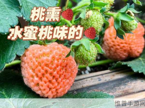 草莓樱桃水蜜桃：1. 清新夏日：草莓樱桃水蜜桃的美味探索