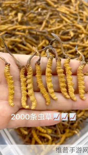 51精产国品一二三产区区金沙:1. 51精产国品:探索一二三产区的金沙魅力