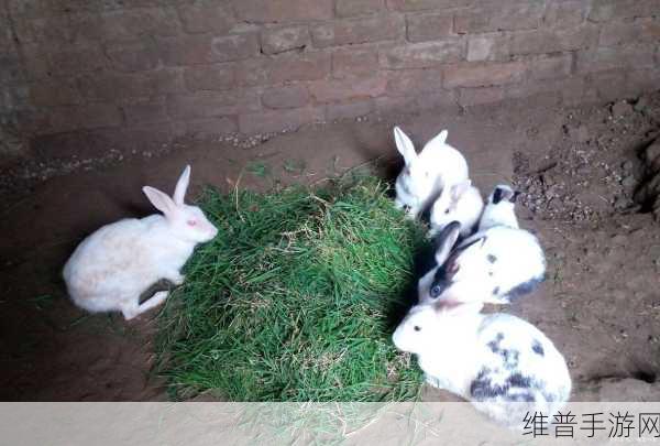 老公每天晚上吃小兔兔对身体好吗：1. 每晚享用小兔兔，健康饮食的新选择