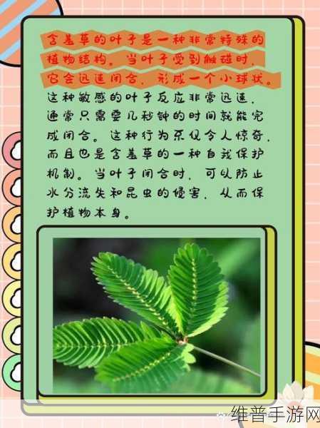 含羞草四叶草三叶草：1. 含羞草的秘密：四叶草与三叶草的奇妙之旅