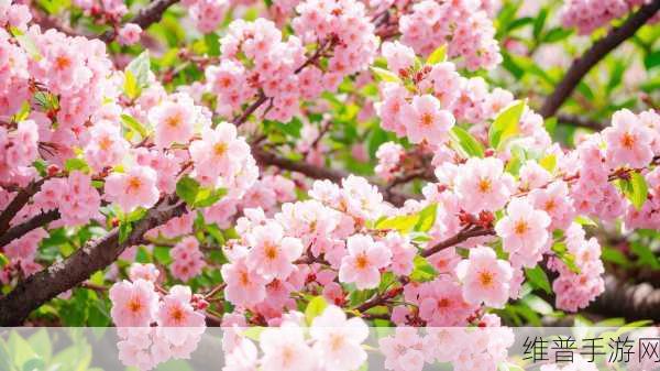 我们换个地方做樱花是什么歌：1. 樱花盛开时的浪漫旅程