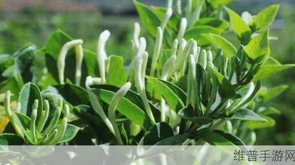 银色器物TXL金银花的材质有何特点：1. 银色器物TXL金银花：材质特性与美学探讨