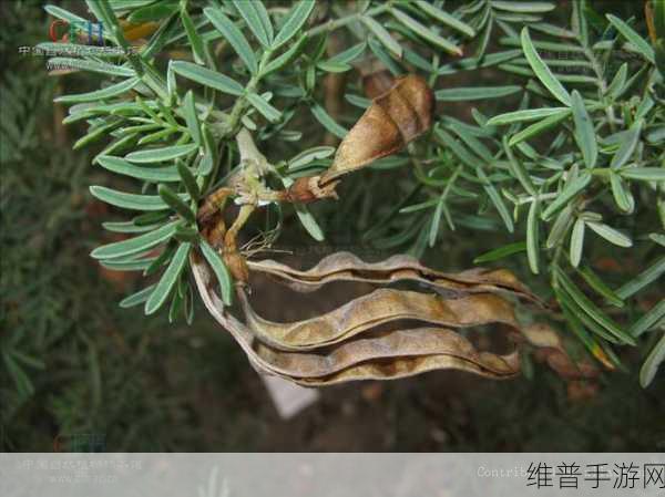 麻豆精产三产区区别:1. 精细解析麻豆三产区的独特特色与优势