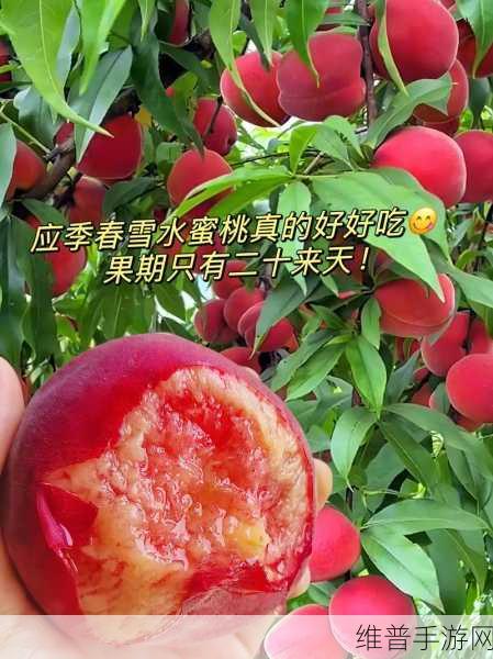 国产水蜜桃:1. 水蜜桃的魅力:探索国产水果的新风尚