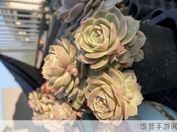 皇家共享小公主多肉养护技巧：1. 多肉植物养护秘籍：皇家共享小公主的独特技巧