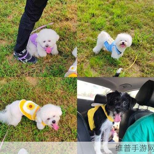 ZOOMSERVO兽狗牧场需要收费了：1. ZOOMSERVO兽狗牧场正式启动收费政策，精彩体验等你来！