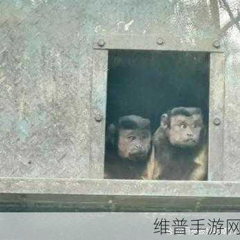 人跟猴子能生孩子吗：1. 人类与猴子：生物学上的界限探讨