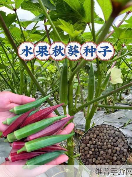 草莓视频-秋葵视频-小猪视频：1. 草莓视频：探索秋葵与小猪的奇妙冒险