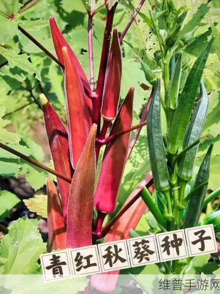 草莓视频-秋葵视频-小猪视频:1. 草莓视频:探索秋葵与小猪的奇妙冒险