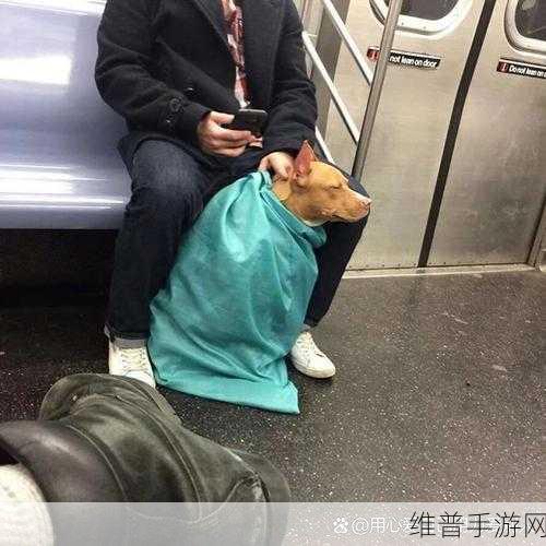 人ZOOM狗狗：1. ＂探索人ZOOM：让狗狗与主人更亲密的互动平台