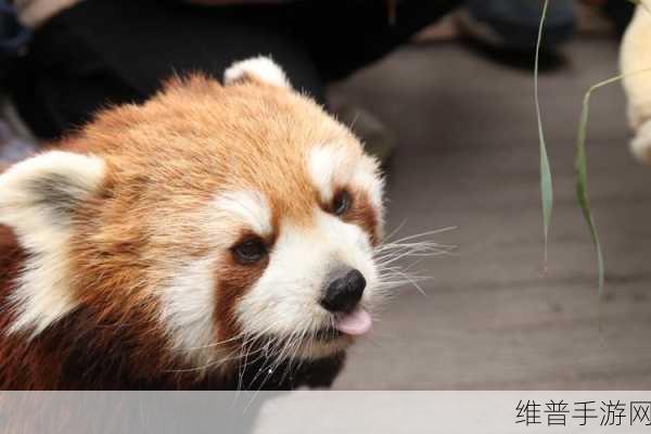 人ZOOM狗狗：1. ＂探索人ZOOM：让狗狗与主人更亲密的互动平台