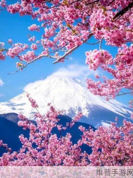 粉色水蜜桃和日本樱花区别：1. ＂粉色水蜜桃与日本樱花的独特魅力对比