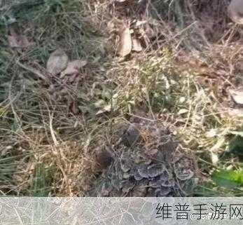 蘑菇黑料爆料：1. 蘑菇黑料背后的真相：揭露不为人知的故事