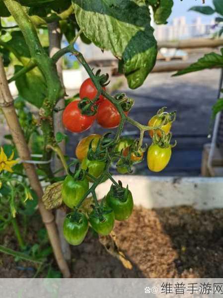 秋葵草莓丝瓜黄瓜榴莲大全：1. 秋葵与草莓的完美搭配：健康美味新体验