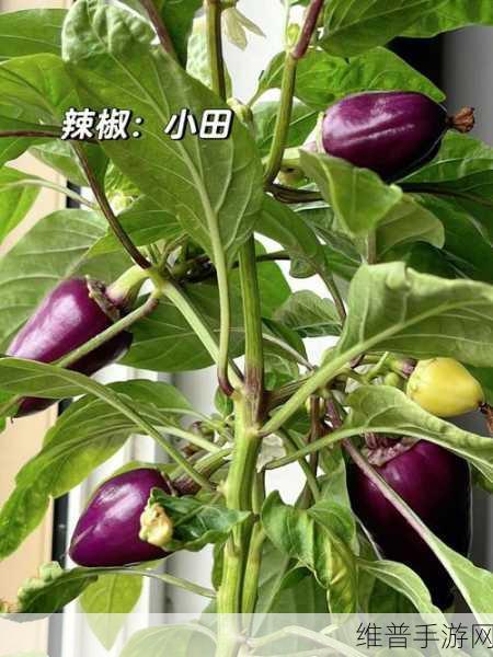 午煮香蕉小辣椒被网友爆料下架了：午煮香蕉小辣椒被曝下架，背后真相引热议！