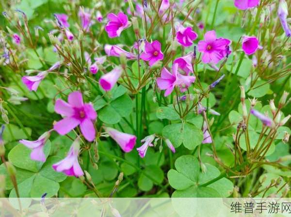 创意成品网站w灬源码三叶草：1. 三叶草灵感源泉：创造独特的设计作品