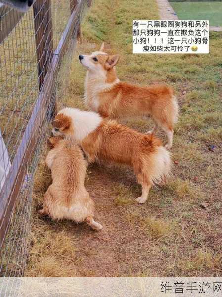 ZOOMSERVO兽狗牧场不限次数观看：1. ＂无尽探索：ZOOMSERVO兽狗牧场的无限魅力