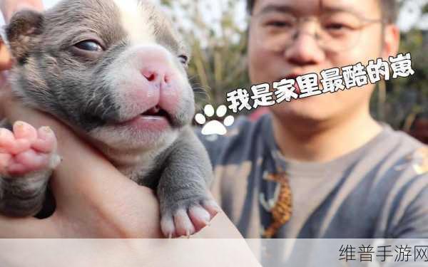 ZOOMSERVO兽狗牧场不限次数观看：1. ＂无尽探索：ZOOMSERVO兽狗牧场的无限魅力