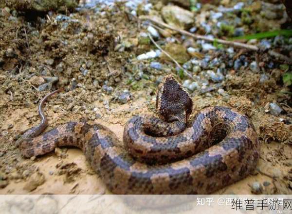 被一条蛇做到崩溃：1. 被蛇瞬间崩溃：我与它的惊悚遭遇