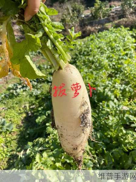 拨萝卜不盖被子吗：1. 拨萝卜不盖被子：生活中的小智慧