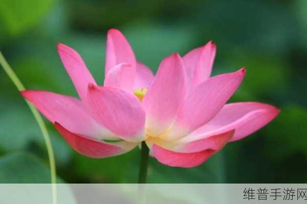 女性半夜莲花开放的治疗方法:1. 深夜绽放:女性身心疗愈的新探讨