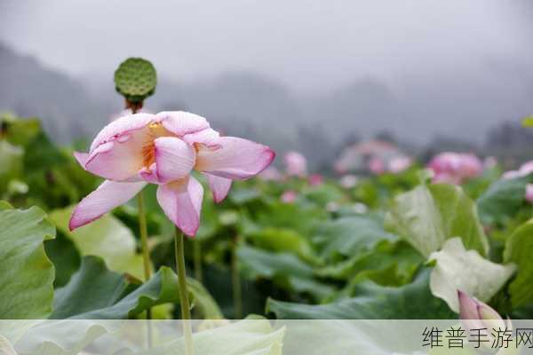 老人船上弄雨荷：1. 老人的船上：雨荷的温柔与回忆