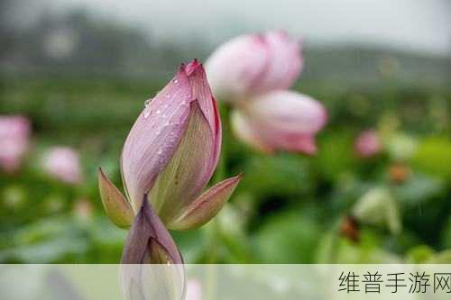 老人船上弄雨荷：1. 老人的船上：雨荷的温柔与回忆