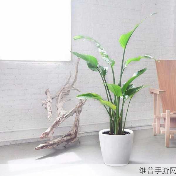 旅人蕉天堂鸟的区别视频：1. 旅人蕉与天堂鸟的深度对比解析