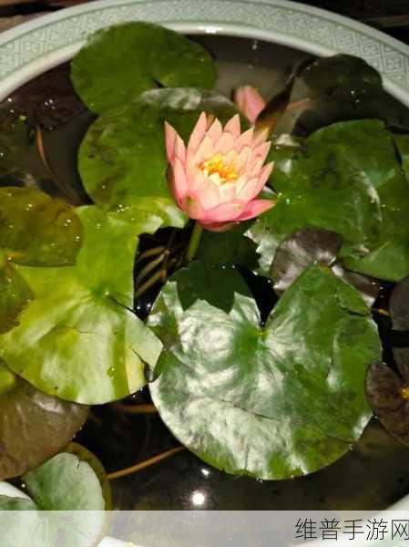 女性半夜莲花开放会自愈吗：1. 半夜莲花绽放：女性自愈的秘密之道
