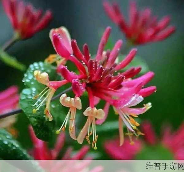 多肉小镇金银花：1. ＂多肉小镇中的金银花：美丽与养护指南