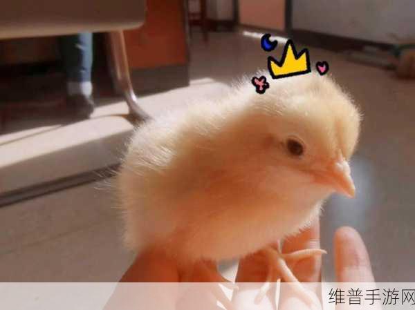 小鸡宝宝考考你：1. 小鸡宝宝的成长之旅：探索与发现