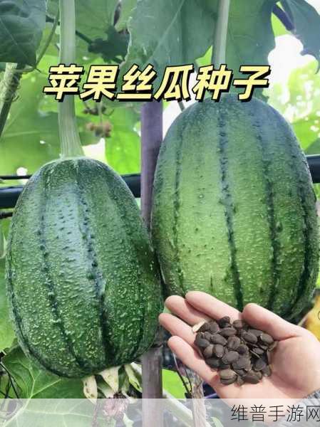 草莓茄子秋葵香蕉丝瓜榴莲：1. 夏日清爽：草莓与丝瓜的美味搭配