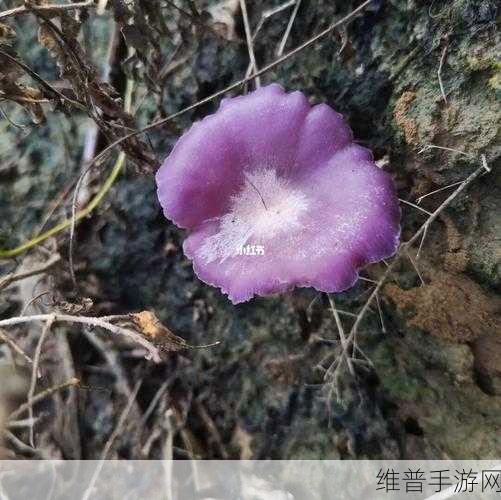 紫色的蘑菇根很粗大能吃吗：1. 紫色蘑菇根部粗大，是否可食用的深度探讨