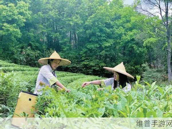 成都新茶嫩茶wx600：1. 成都新茶嫩茶：感受春日的清新气息