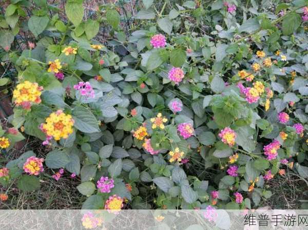 野花日本韩国视频免费高清观看宣布免费：1. ＂畅享野花：日本韩国高清视频免费观赏体验